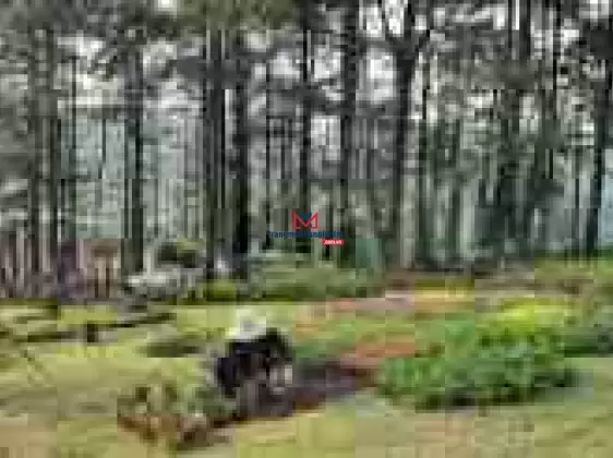 Cập nhật rổ hàng đất đầu tư quỹ đất đẹp, giá tốt, pháp lý chuẩn ngay Bảo Lộc - Bảo Lâm tháng 1.2025