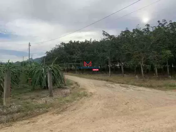 9 chủ bán gấp đất cao su Bình Thuận điện nước đủ 2 mẫu 3 đang thu 20 - 25 triệu