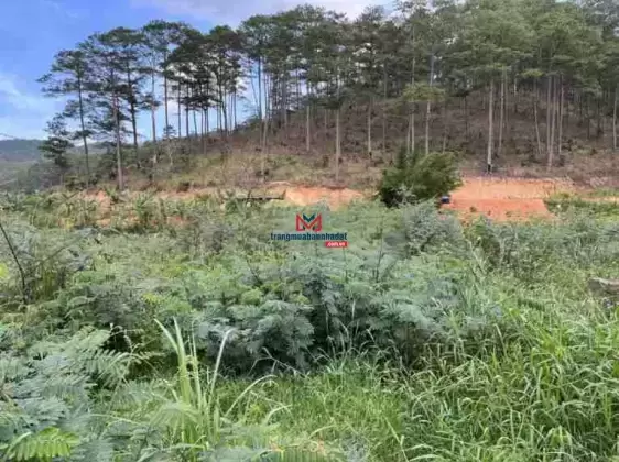 Bán đất chân đèo Prenn Đà Lạt - phong thủy vượng, pháp lý chuẩn, thương lượng tốt