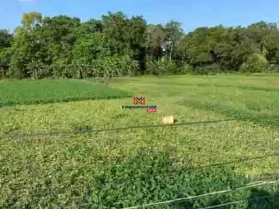 Cần sang nhượng lô đất đường Võ Văn Bích, Xã Bình Mỹ, Huyện Củ Chi, TP. HCM