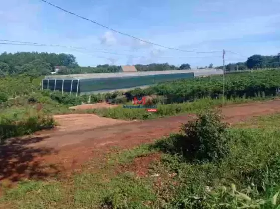 Bán đất nền xây dựng biệt thự - kinh doanh - khu nghỉ dưỡng ngay tại phường 7, TP Đà Lạt